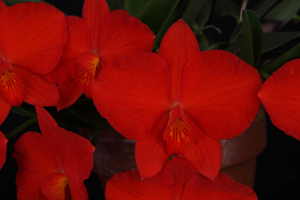 C. coccinea Tokyo Wonder AM 84 pts. close up